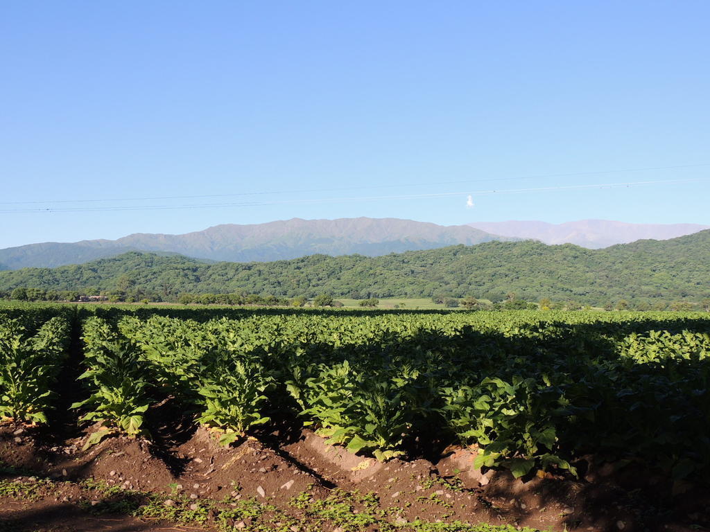 Chicoana Finca Las Margaritas المظهر الخارجي الصورة