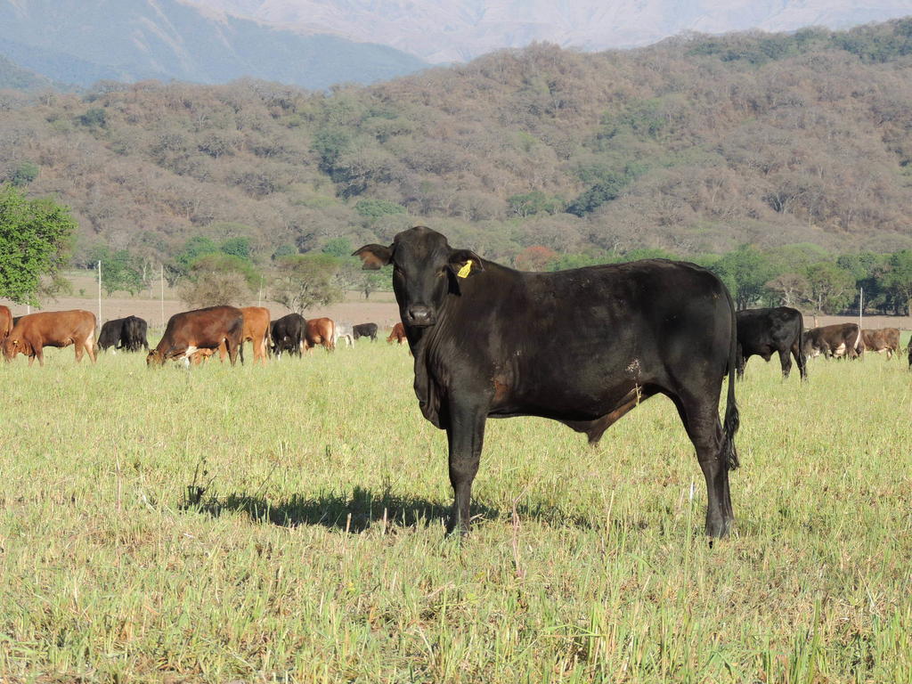 Chicoana Finca Las Margaritas المظهر الخارجي الصورة