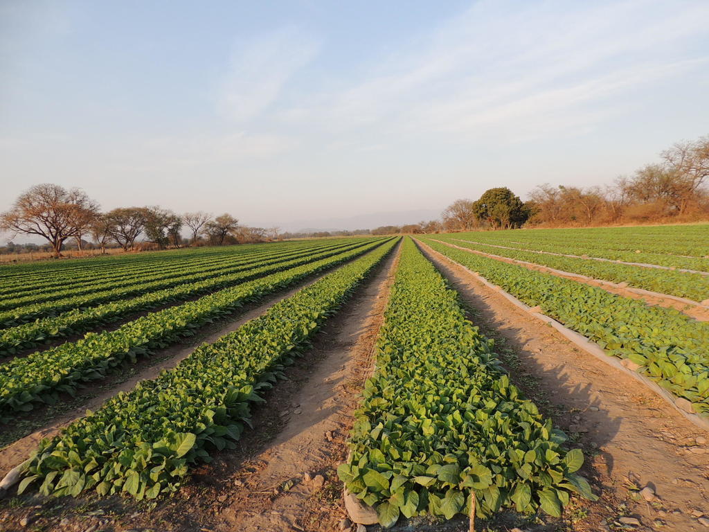 Chicoana Finca Las Margaritas المظهر الخارجي الصورة